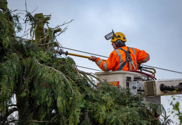 Best Tree and Shrub Care  in Crewe, VA