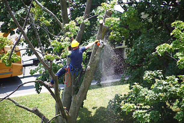 Crewe, VA Tree Removal Services Company